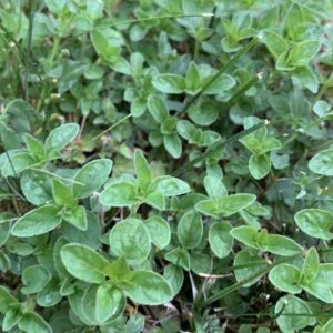 Origanum majorana roślina