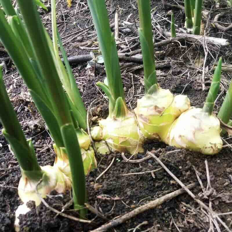 Screenshot Zingiber officinale roślina