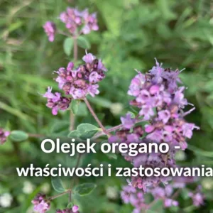 Olejek z oregano właściwości przeciwwskazania i bezpieczne stosowanie w aromaterapii