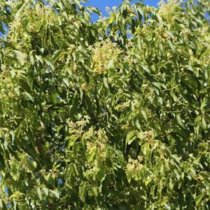 Cinnamomum camphora – roślina (drzewo kamforowe)