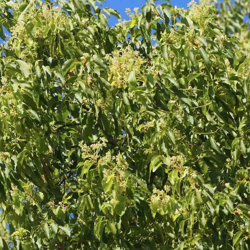 Cinnamomum-camphora_roslina Cinnamomum camphora – roślina (drzewo kamforowe)
