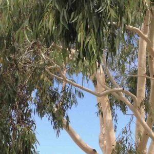 Eucalyptus citriodora – roślina (eukaliptus cytrynowy)