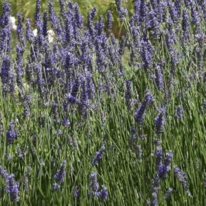 Lavandula angustifolia – roślina (lawenda wąskolistna, Bułgaria)