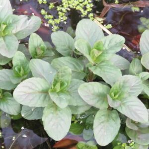 Mentha citrata – roślina (mięta bergamotowa)