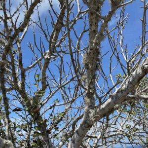 Bursera graveolens – drzewo (palo santo)