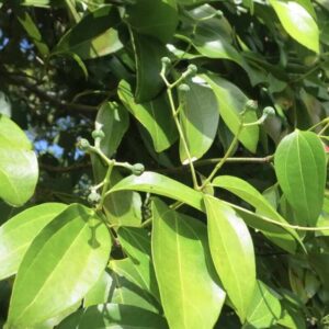 Cinnamomum zeylanicum – liście (cynamonowiec cejloński)