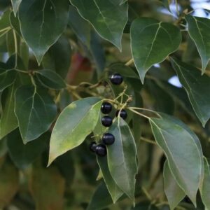 Ravintsara – roślina (Cinnamomum camphora)