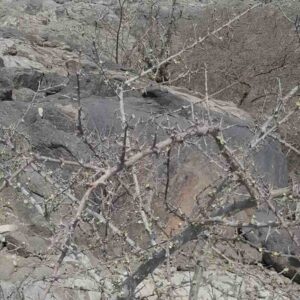 Commiphora myrrha – roślina (mirra)