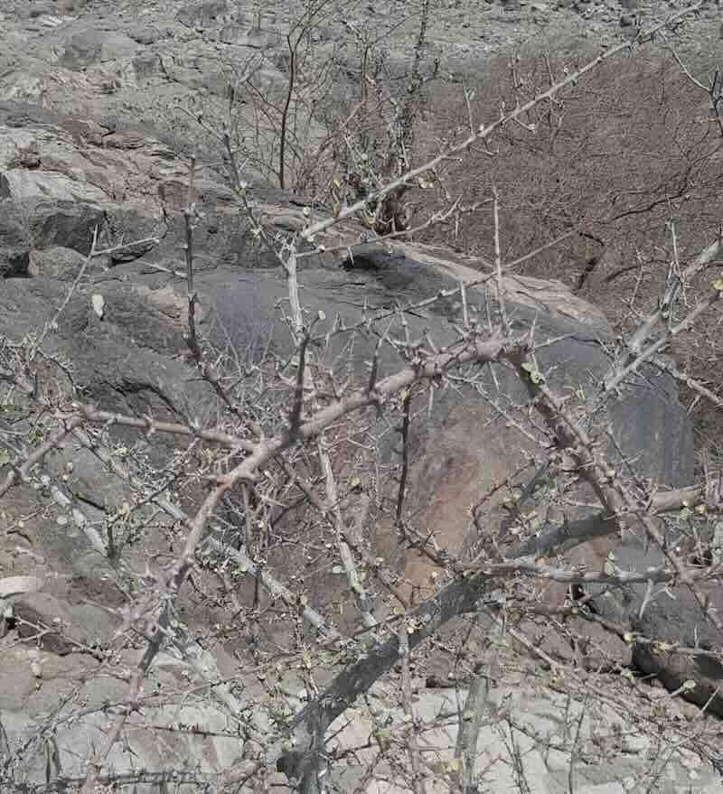 Screenshot Commiphora myrrha – roślina (mirra)