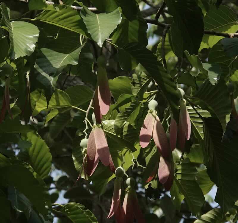 Screenshot Dipterocarpus turbinatus – drzewo (gurjun)