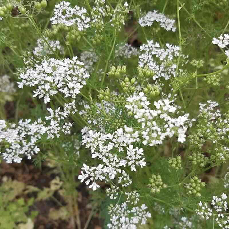 Screenshot Coriandrum-sativum_roslina