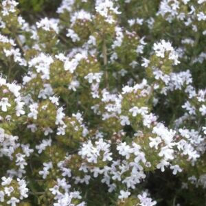 Thymus vulgaris – roślina (tymianek pospolity)