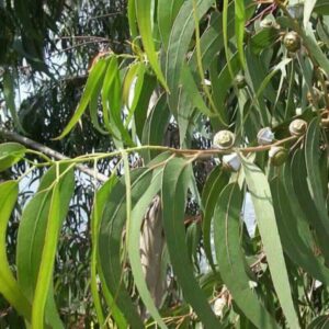 Eucalyptus globulus – liście