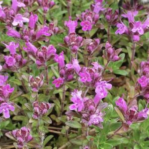 Thymus serpyllum – tymianek dziki