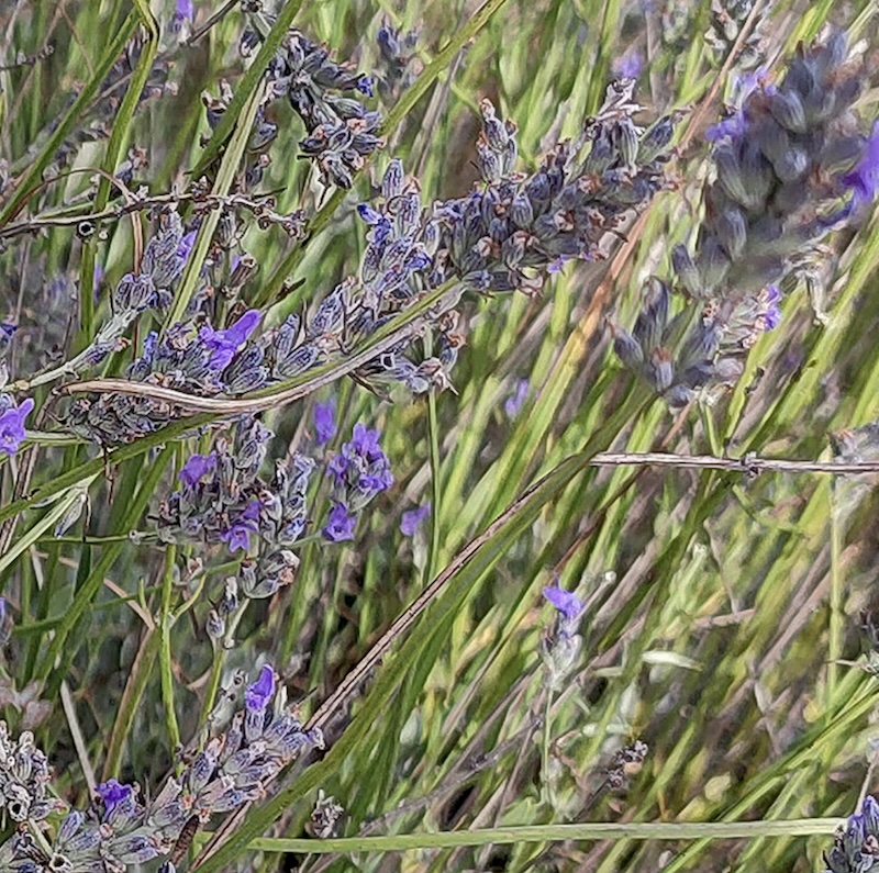 Screenshot Lavandula latifolia – krzew