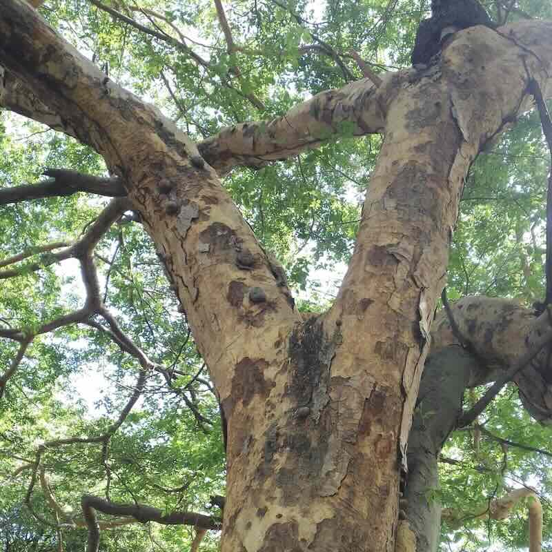 Screenshot Drzewo copaiba Copaifera officinalis