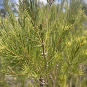 Drzewo herbaciane Melaleuca alternifolia