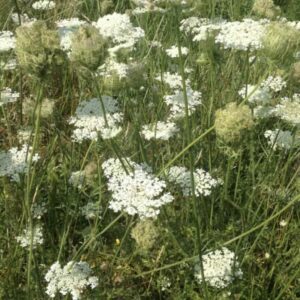 Roślina marchwi dzikiej Daucus carota