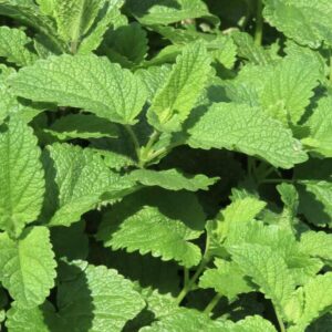 Zielona roślina melisy lekarskiej Melissa officinalis