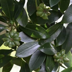 Zielone owoce anyżu gwiazdkowatego Illicium verum
