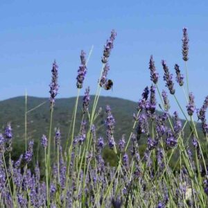 Roślina Lavandula × hybrida ‘Super’