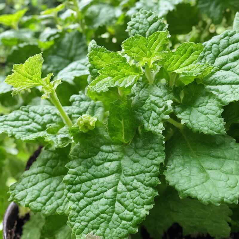 Patchouli roslina liscie Liście paczuli Pogostemon cablin