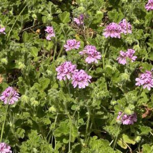 Kwiaty geranium Pelargonium graveolens