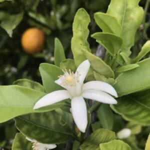 Kwiat gorzkiej pomarańczy Citrus aurantium