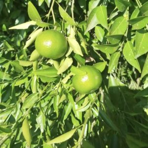 Drzewo zielonej mandarynki Citrus reticulata