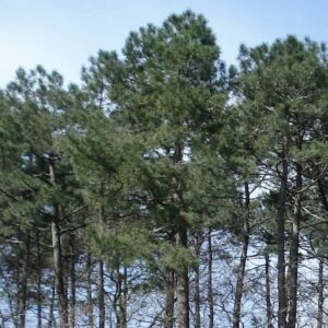 Drzewo sosny nadmorskiej Pinus pinaster