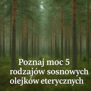 Naturalny olejek sosnowy zastosowanie i rodzaje w AromatherapyOils