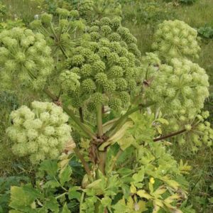 Roślina arcydzięgiel lekarski Angelica archangelica