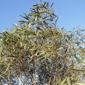 Drzewo eukaliptusa Eucalyptus polybractea