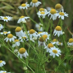 Kwiaty rumianku pospolitego Matricaria recutita