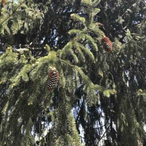 Drzewo świerka pospolitego Picea abies