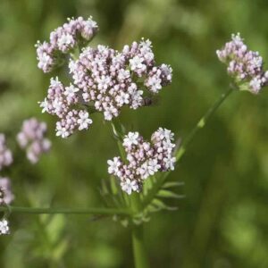 Kwiaty kozłka lekarskiego Valeriana officinalis