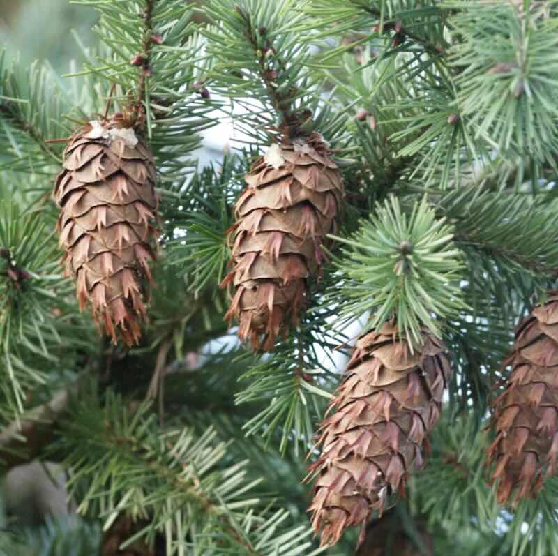 Screenshot Drzewo daglezji zielonej Pseudotsuga menziesii