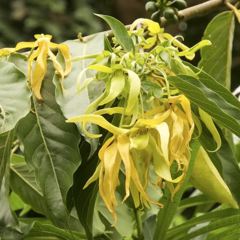 ylang-ylang-kwiaty Kwiaty ylang-ylang Cananga odorata