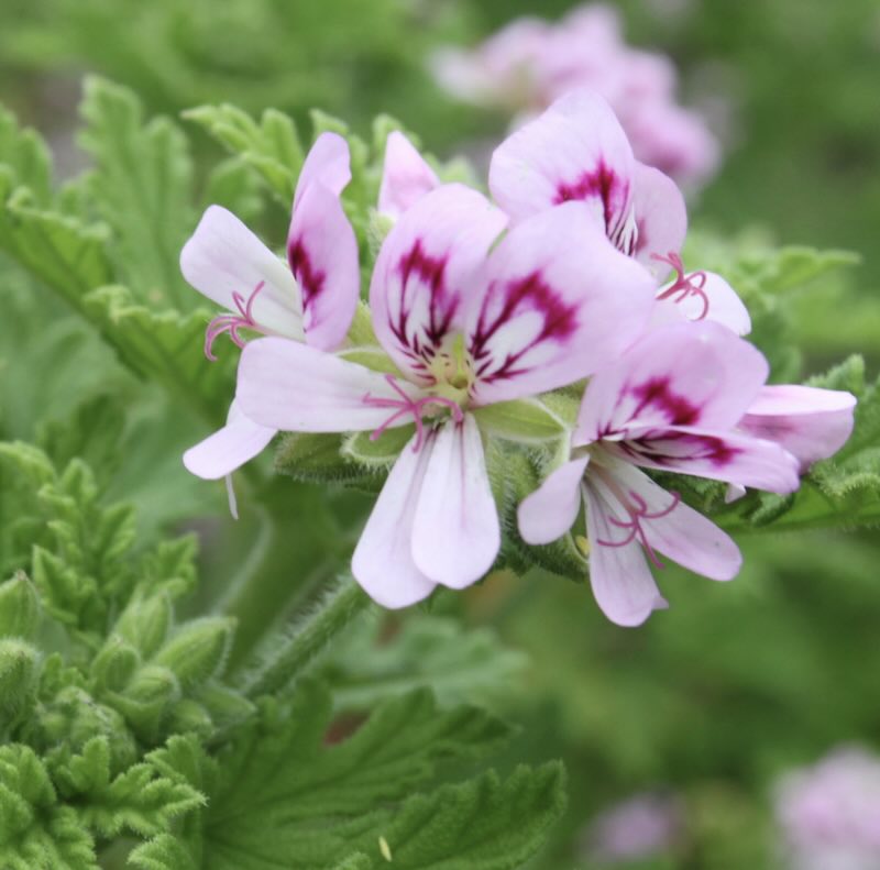 Kwiat pelargonii wonnej Pelargonium asperum Kwiat pelargonii wonnej Pelargonium asperum