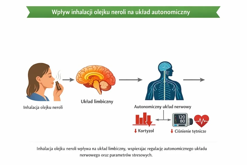 Schemat działania olejku neroli Citrus aurantium var. amara – wpływ inhalacji na układ limbiczny, autonomiczny układ nerwowy i kortyzol