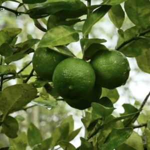 Owoce limonki Citrus aurantifolia