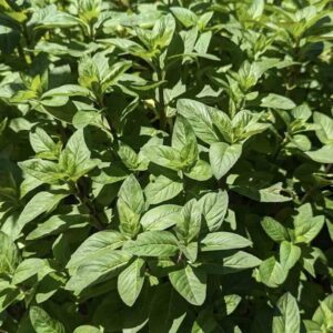 Roślina mięta polna Mentha arvensis