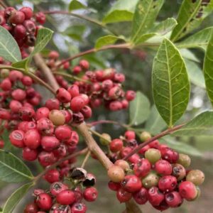 Owoce brazylijskiego pieprzu Schinus terebinthifolius