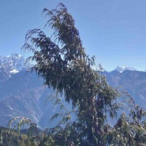 Jałowiec himalajski Juniperus recurva