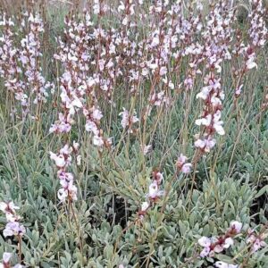 Szałwia hiszpańska Salvia lavandulaefolia rosnąca w naturalnym środowisku