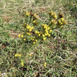 Roślina Blue Tansy Tanacetum annuum