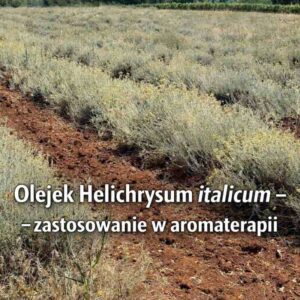 Naturalne pole uprawne kocanki włoskiej u dostawcy. Sprawdź, jakie ma olejek z kocanki właściwości oraz zastosowanie w aromaterapii