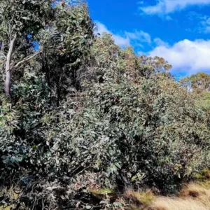 Eucalyptus dives drzewa w Australii