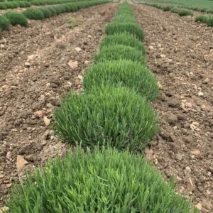 Lavandula angustifolia – lawenda Lavandula angustifolia Maillette – lawenda