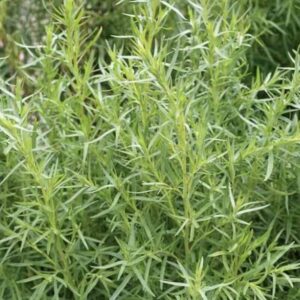 Roślina estragon Artemisia dracunculus
